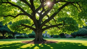arbre avec longues gousses