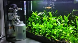 kit co2 aquarium