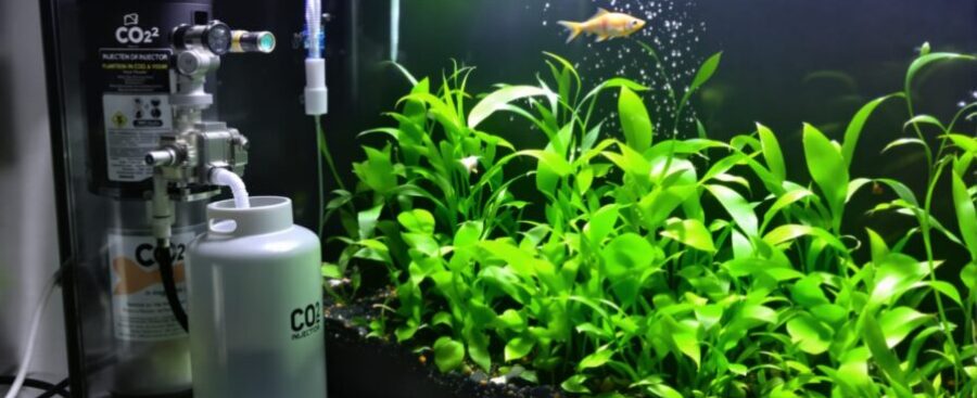 kit co2 aquarium